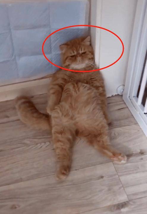 因为|橘猫“大佬瘫”，jiojio却无处安放，猫：我太难了