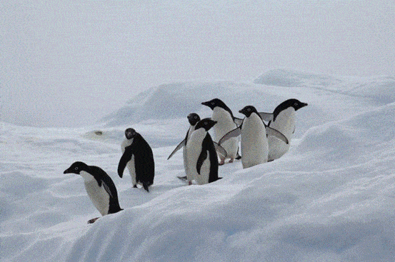 原创企鹅走路摇摇晃晃是聪明的表现这么走最节能