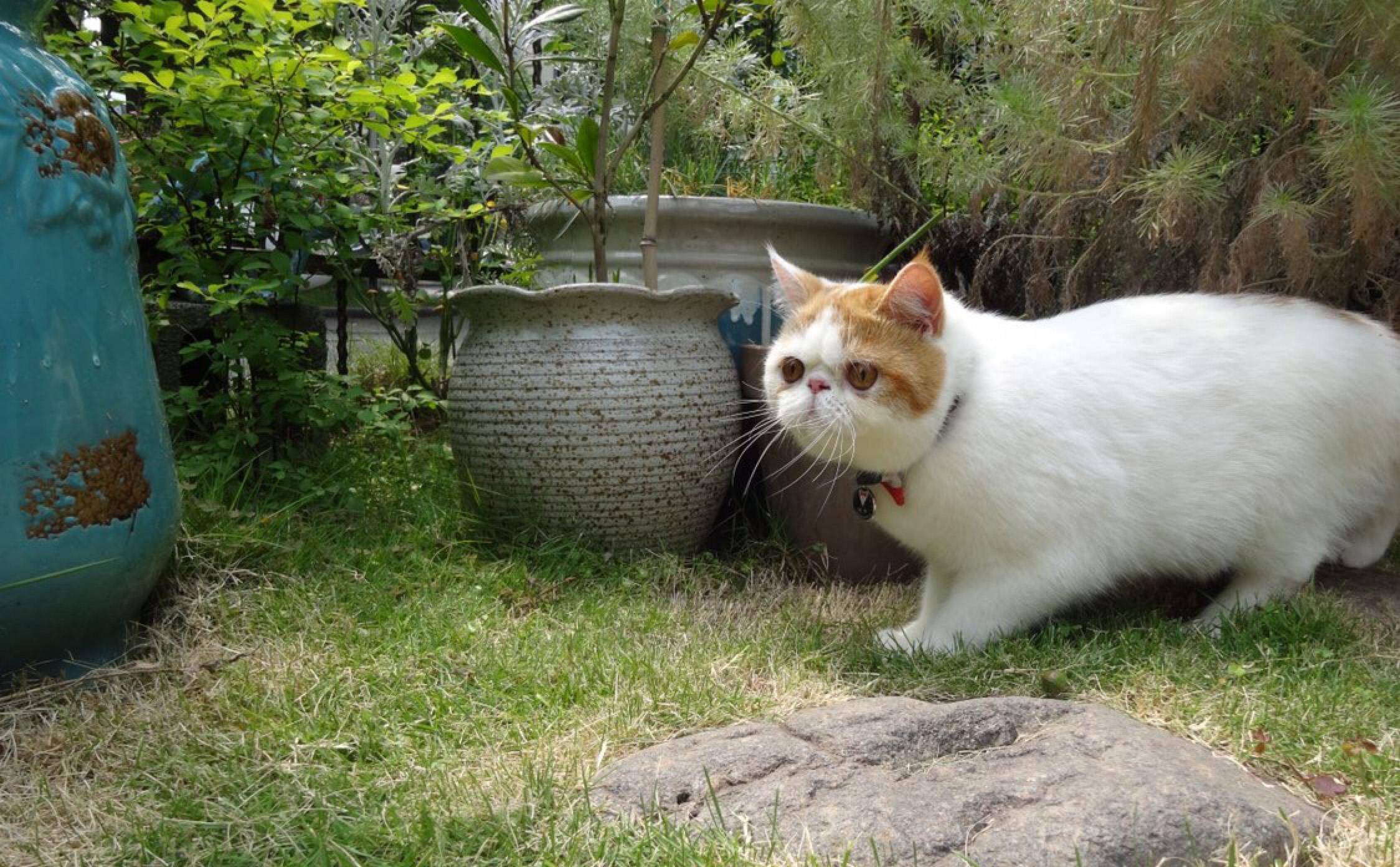 脸盘|加菲猫野外求生记！太萌了，谁说猫不能溜的逗死我了……