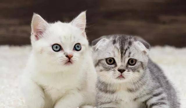 怎么看小猫有没有睡着 d1ea735c9f9b44b2907d5369a0e5bc2d.jpeg