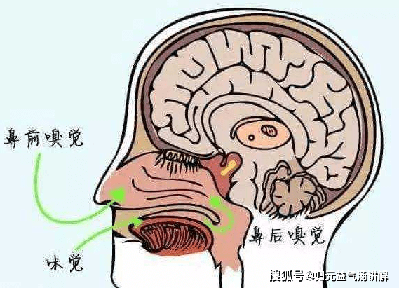 嗅觉排名_十大嗅觉猎犬排名