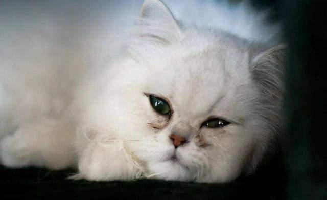 怎么看小猫有没有呼吸道问题 041880fbb761465b9432717501f96bc7.jpeg