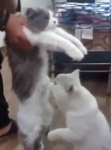 怎么看猫咪有没有配对成功 090a183022fb4c8797065105d2c72d9c.jpeg