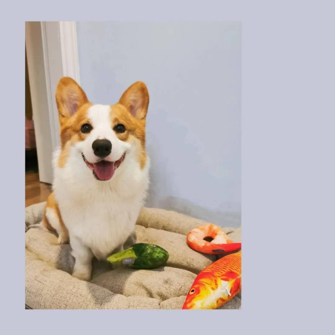 因为|吸完几百只猫猫狗狗,我们从中选出了30只最可爱的给你