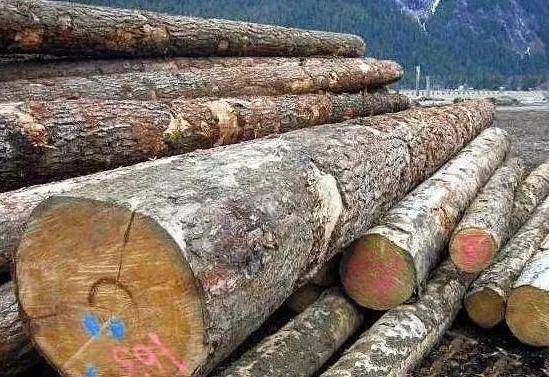 木材价格排行_2021年7月中国木材市场价格指数(TPI)报告(2)