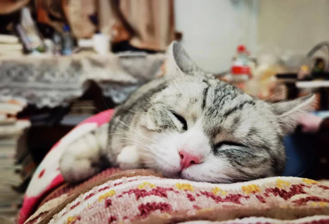 因为|吸完几百只猫猫狗狗,我们从中选出了30只最可爱的给你