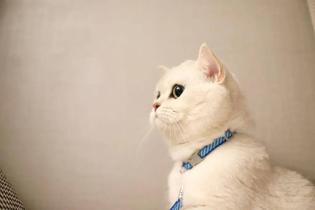 因为|吸完几百只猫猫狗狗,我们从中选出了30只最可爱的给你