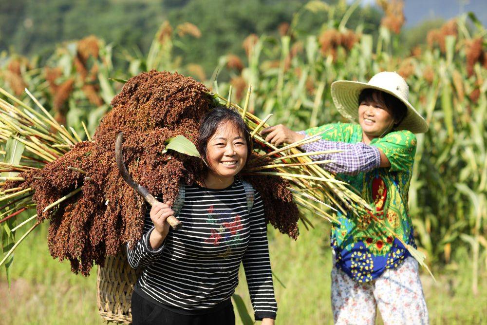 7月29日,在赤水市长沙镇高洞村,村民将收割的高粱装筐背运.