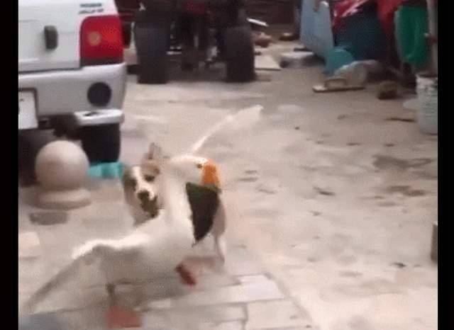 猎犬|大鹅想要欺负柯基，没想到小短腿奋起反抗，竟把它咬的落荒而逃！