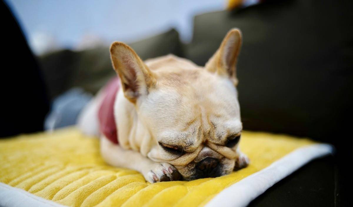 涂药|狗狗皮肤病反反复复，法斗柯基大多是体质原因，但还有其他原因