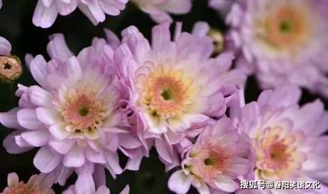 怎么养金钱菊 d51d85dce26f444dac6bd123d08ac10e.jpeg