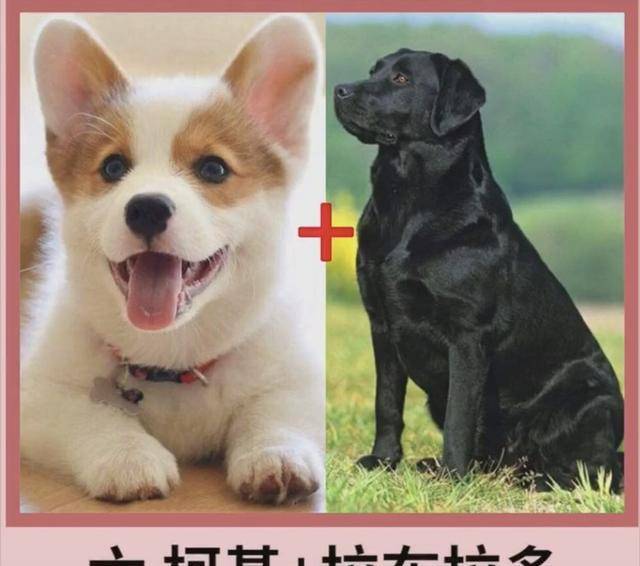 包占|宠物狗柯基的强大基因，看完不得你不服，网友赞叹：太强大了