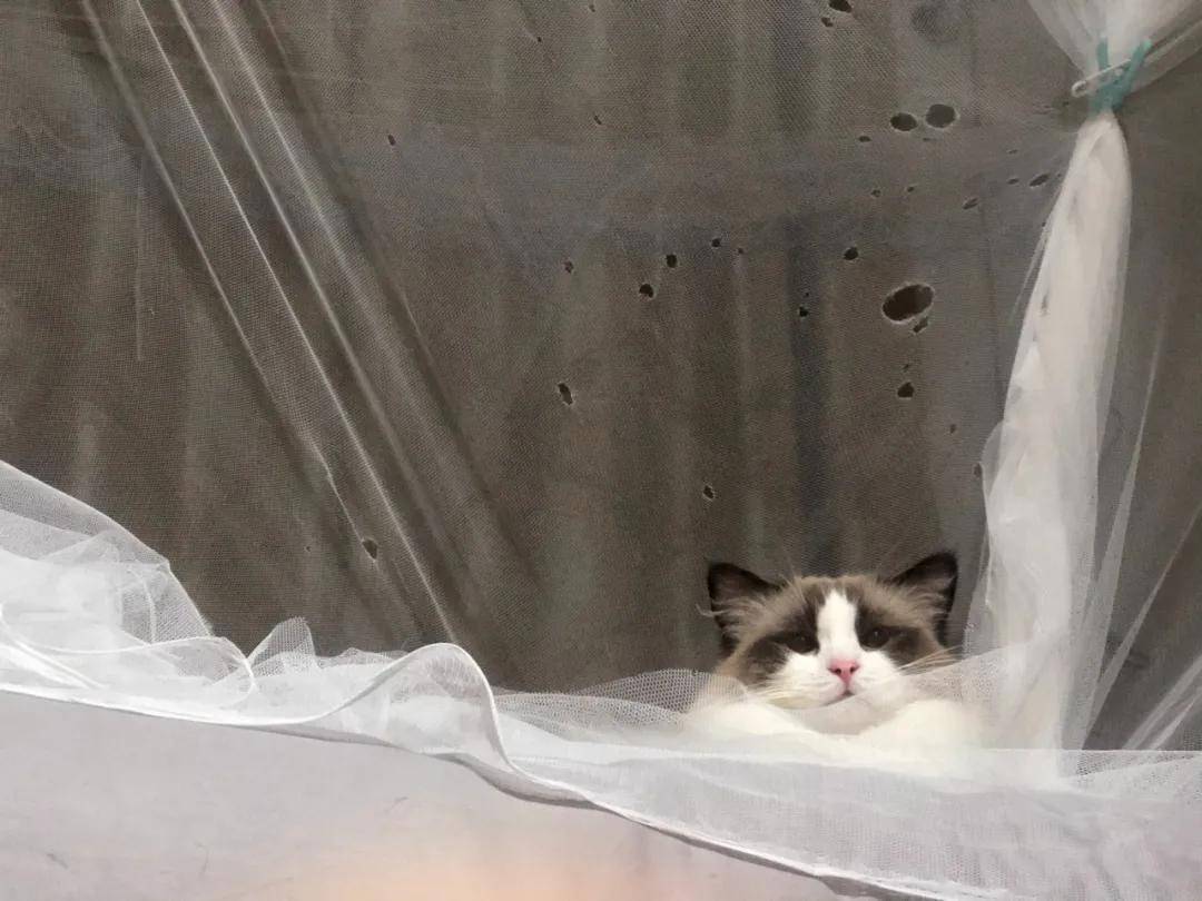 因为|吸完几百只猫猫狗狗,我们从中选出了30只最可爱的给你