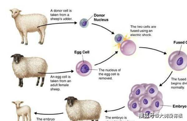 ？為什麼現在很少提「克隆」了？看下「多莉」一生，或許就知道了 科技 第4張