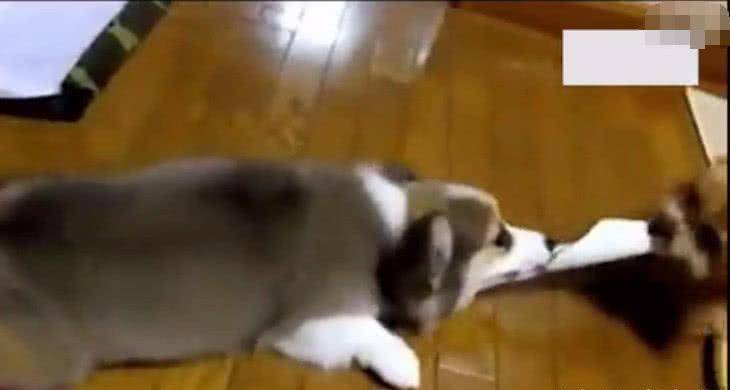 菜篮子|柯基、泰迪打起架来简直不要太可爱,铲屎的在一旁乐的都不做饭了