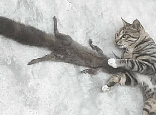 猫咪经常捉回另类物种，每次都让自己发慌，这次捉回的让自己更慌