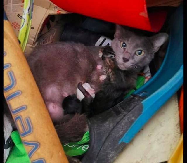 猫妈妈在杂物间生产,女子果断收养了它们一家:是猫咪选择了我! 猫妈妈在杂物间生产,女子果断收养了它们一家:是猫咪选择了我!