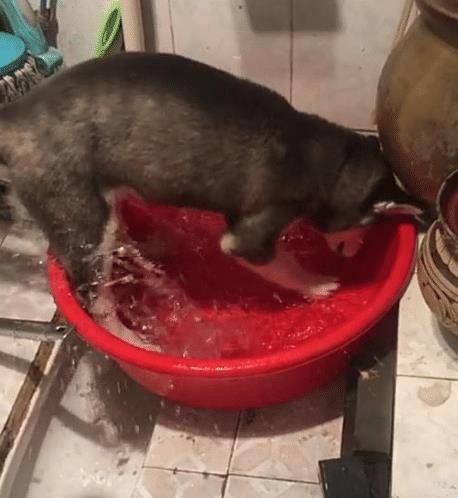 哈士奇玩水犯二,还喝了洗脚水,二哈:这水喝了有些上头! 哈士奇玩水犯二,还喝了洗脚水,二哈:这水喝了有些上头!