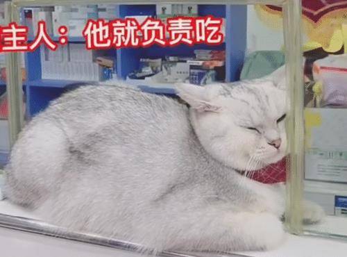 买完东西结账时,却只见猫咪在收银台,猫:除了吃,别的我不管! 买完东西结账时,却只见猫咪在收银台,猫:除了吃,别的我不管!