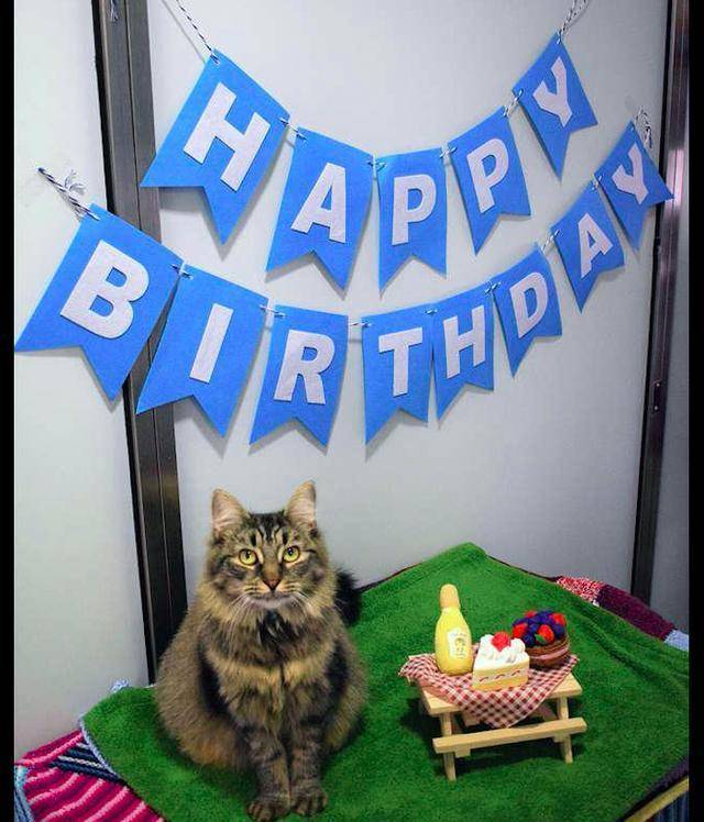 猫咪因患艾滋病,生日会上没一个领养人来参加,工作人员们很沮丧 猫咪因患艾滋病,生日会上没一个领养人来参加,工作人员们很沮丧