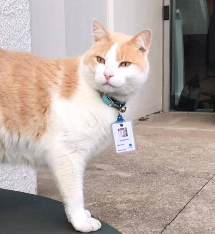 猫咪为了“应聘”医院安保员，坚持全年无休来到在医院门口蹲守！
