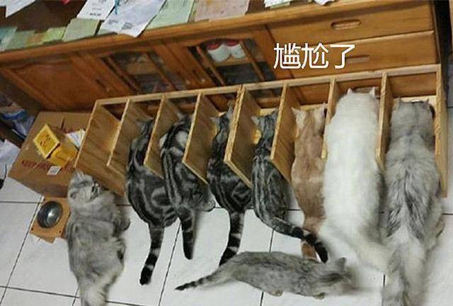 害怕6只猫咪抢食,小伙纯手工打造隔离区,开饭时却尴尬了 害怕6只猫咪抢食,小伙纯手工打造隔离区,开饭时却尴尬了