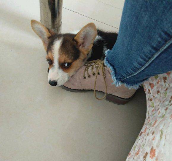 什么|柯基被噩梦惊醒,赶紧跑去找主人寻求安慰,趴在脚上很安静