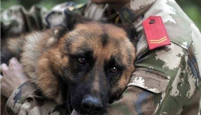 警犬死咬退伍老兵的行李不放 这一松口就是永别 警犬死咬退伍老兵的行李不放 这一松口就是永别
