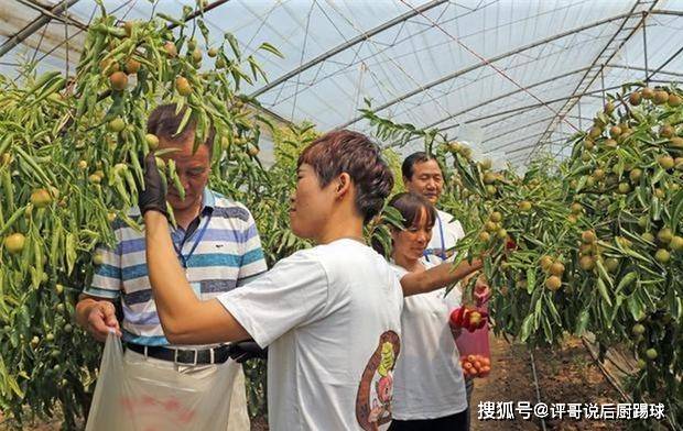 又一反季节上市果m6米乐平台皮薄果肉脆一斤28元却很少农民这么种(图2)