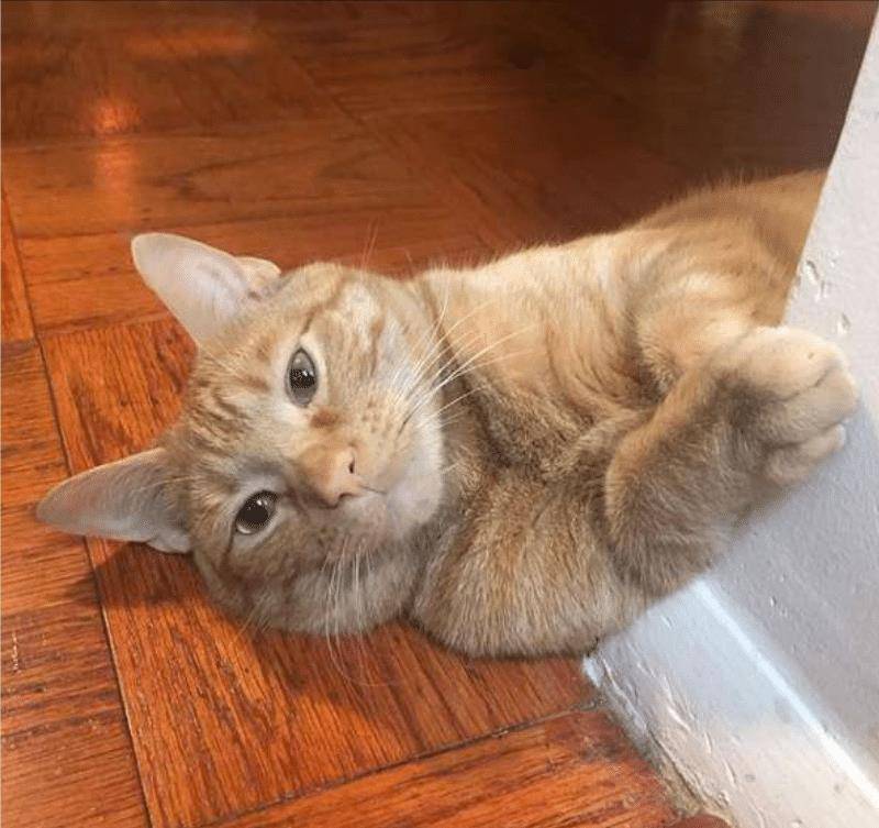 橘猫喜欢跟主人玩,还偷偷摸摸地想拿冰箱里的食物,真是可爱极了 橘猫喜欢跟主人玩,还偷偷摸摸地想拿冰箱里的食物,真是可爱极了