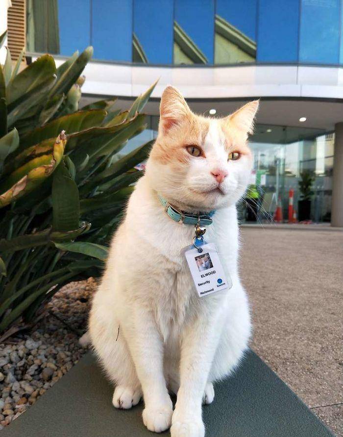 猫咪为了“应聘”医院安保员，坚持全年无休来到在医院门口蹲守！
