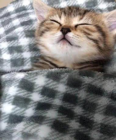 猫咪在床上熟睡,表情非常痛苦,掀开被子后主人差点笑喷了! 猫咪在床上熟睡,表情非常痛苦,掀开被子后主人差点笑喷了!
