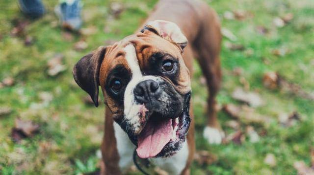 狗狗总是流口水是正常的吗 这是正常现象 但也可能是患病的原因 唾液腺