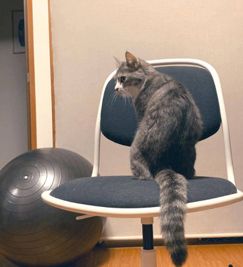 猫咪不要主人坐新买的椅子,它推主人时的表情太搞笑了,要成精了 猫咪不要主人坐新买的椅子,它推主人时的表情太搞笑了,要成精了