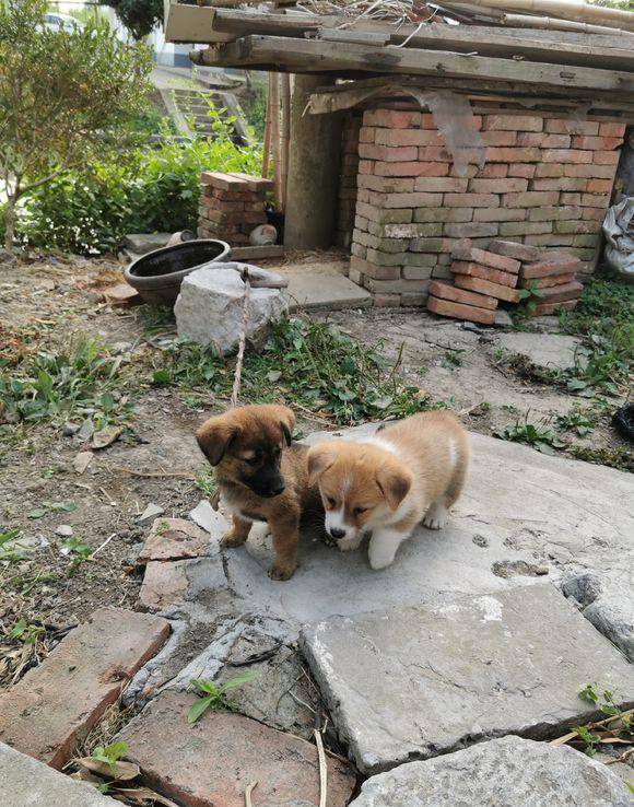 大房子|两只小狗的居住条件差距太大，柯基住大房子，土狗被拴在外面