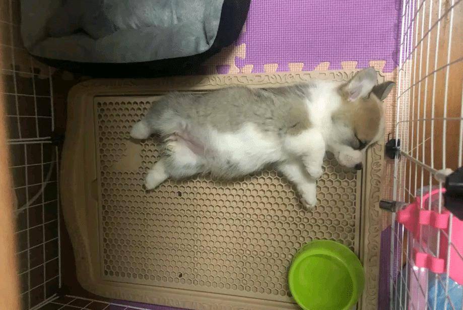 厕所|柯基有特殊癖好,好好的狗窝不睡,非得睡在这种地方