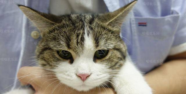 猫咪怎么样会蹭脸 983359372ba940a5901c747234791b5c.jpeg