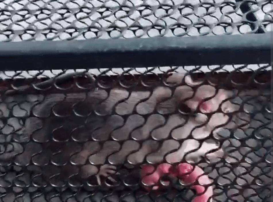 猫咪不抓老鼠,放了个老鼠笼后,看到抓到的东西,不忍心下杀手 猫咪不抓老鼠,放了个老鼠笼后,看到抓到的东西,不忍心下杀手