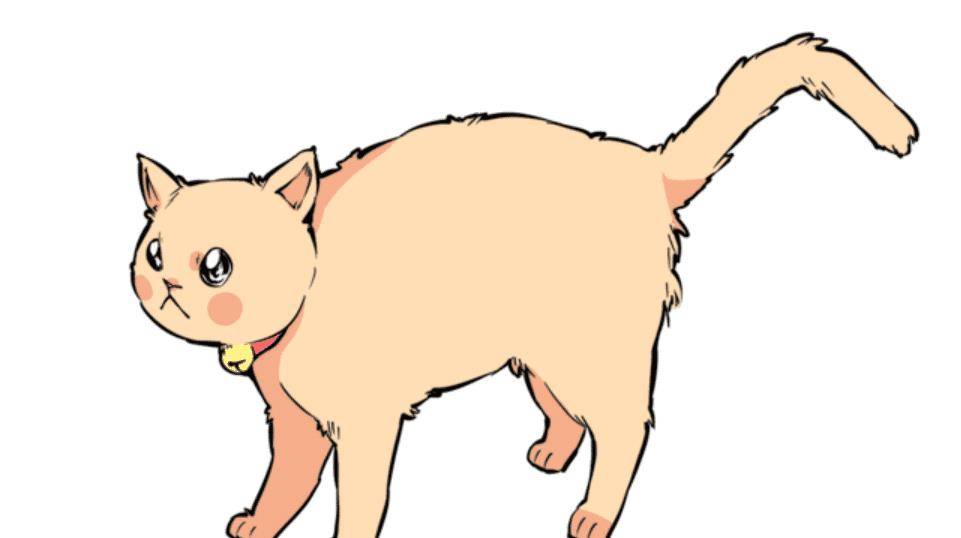 猫咪的尾巴会说话，教你轻松读懂猫咪语言！