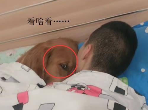 金毛喊|让金毛喊老公起床,60分钟过去不见出来,进屋一看笑骂