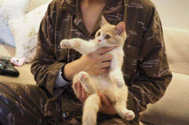 买了一只可爱的小奶猫,结果越养越奇怪,网友:这是猫? 买了一只可爱的小奶猫,结果越养越奇怪,网友:这是猫?