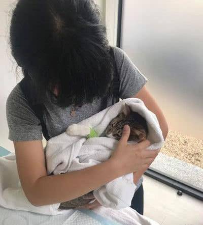 猫咪病重身插6根管，忍痛爬向主人讨摸