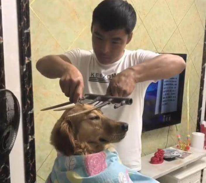 狗狗聪明乖巧善解人意，可惜遇上二货主人，这表情简直绝了
