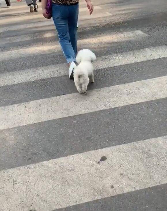 狗狗跑起來步伐不對勁，網友：地面太燙，走路變形了 萌趣萌寵 第3张