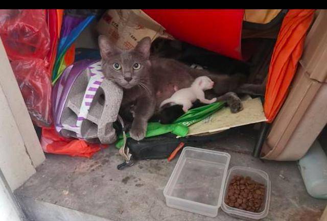 猫妈妈在杂物间生产,女子果断收养了它们一家:是猫咪选择了我! 猫妈妈在杂物间生产,女子果断收养了它们一家:是猫咪选择了我!