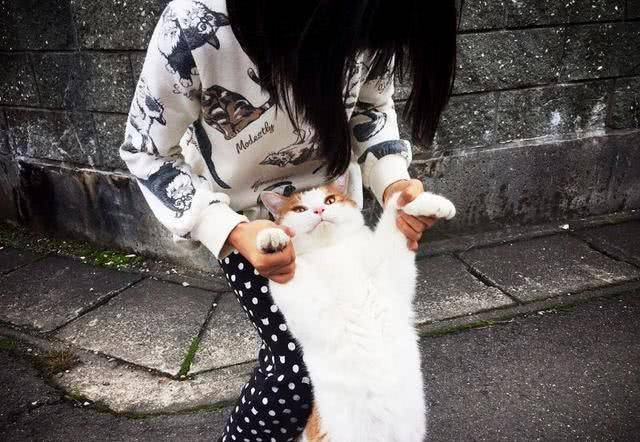 橘猫:我就是饿死也不妥协的,主人:你说啥?橘猫:念错了剧本! 橘猫:我就是饿死也不妥协的,主人:你说啥?橘猫:念错了剧本!