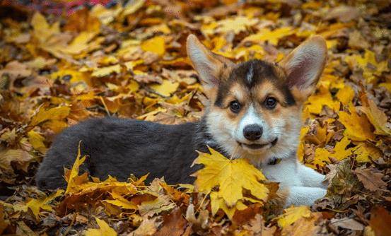 犬类动物最喜欢 被抚摸 的部位 中一样它都会对你撒娇 狗狗