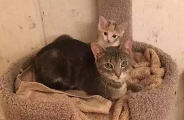 流浪猫妈带孩子上街讨食，却被其他猫袭击，阿姨看不下去直接收编
