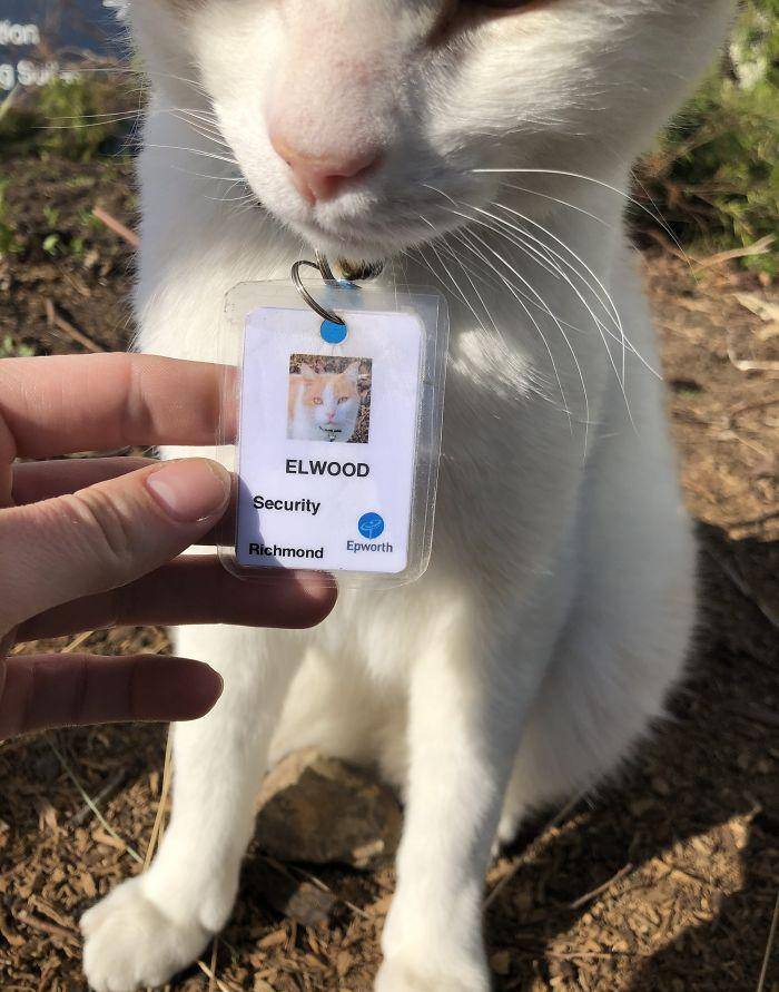 猫咪为了“应聘”医院安保员，坚持全年无休来到在医院门口蹲守！