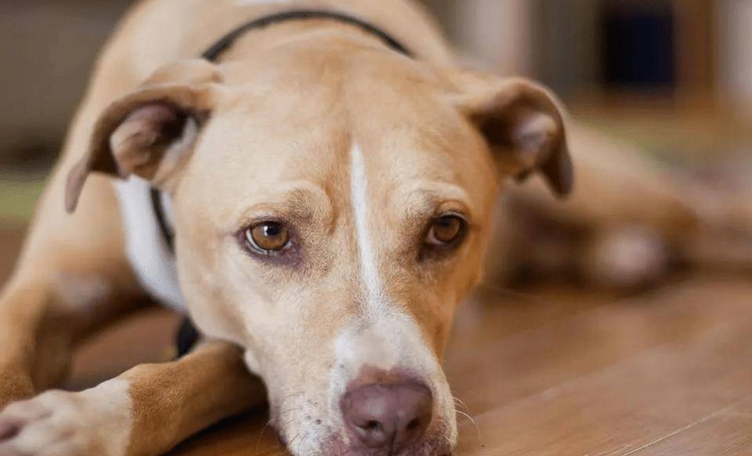 狗为啥会磕头跪拜 fa07934bc2eb472c9b55ba301346f6be.jpeg